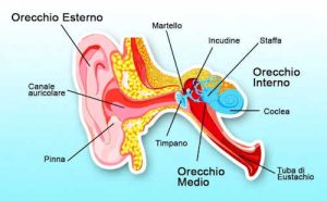 L'orecchio interno nella sindrome vertiginosa