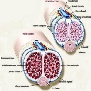 Circolazione del pene a riposo e in erezione