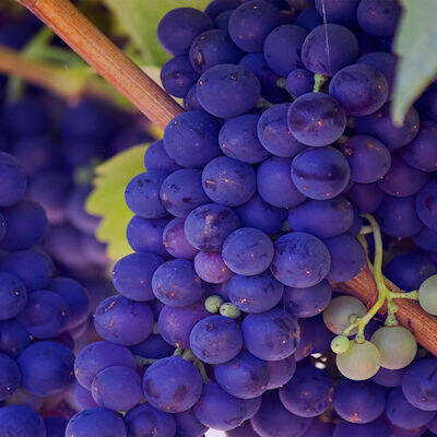 Un succoso grappolo d'uva